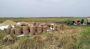 হাওরের ৮৭ ভাগ বোরোধান কাটা শেষ, স্বস্তিতে কৃষক