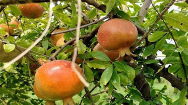 আনার চাষে সফল দিনাজপুরের দুই বন্ধু, ১৪ লাখ টাকা বিক্রির আশা