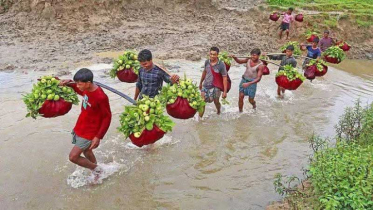 চন্দনাইশ-পটিয়ার ‘কাঞ্চন পেয়ারা’ মৌসুমে বিক্রি ৬ কোটি টাকা