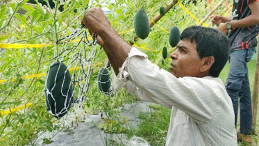 ‘মার্সেলো তরমুজ’ চাষে সফল নওগাঁর চাষিরা