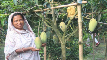 অসময়ে রুমার বাগানে গাছে গাছে ঝুলছে ‘লেট ভ্যারাইটি আম’