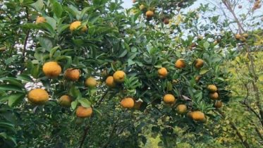 কমলা চাষে নতুন সম্ভাবনার দিগন্ত উন্মোচন তরুণ উদ্যোক্তার