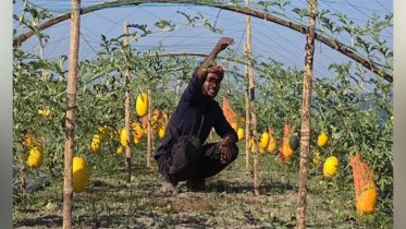 চরাঞ্চলে হলুদ তরমুজ চাষে সফল সুমন মিয়া