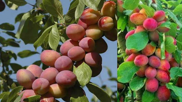 আলু বোখারা উৎপাদনে সফল ফেনী হর্টিকালচার সেন্টার