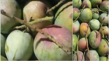 প্রথমবারের মতো হিলির আম গেল সুইজারল্যান্ডে