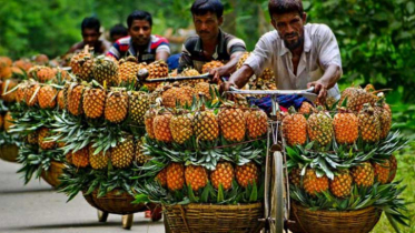টাঙ্গাইলে আনারসের অধিক ফলন, ২০০ কোটি টাকার বাণিজ্যের সম্ভাবনা
