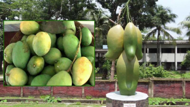 প্রথমবারের মতো ‘ম্যাংগো ফেস্টিভ্যাল’ হতে যাচ্ছে সাপাহারে