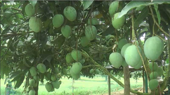 আষাঢ়ের বৃষ্টিতে আম চাষিদের মুখে হাসি