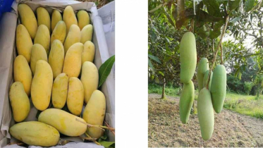 দিনাজপুরের ব্যানানা আম এবার রপ্তানি হচ্ছে ইউরোপে