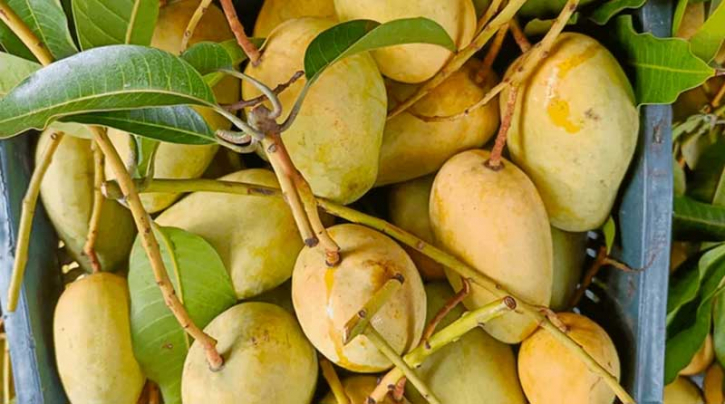 ২৮ মে আমের প্রথম চালান যাবে চীনে
