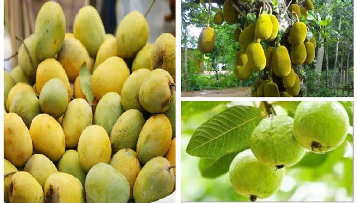 আমের পর চীনে যাবে কাঁঠাল-পেয়ারা