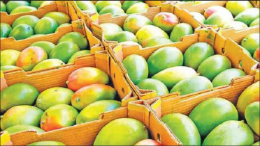 যুক্তরাষ্ট্র-জার্মানিসহ ৫ দেশে আনুষ্ঠানিক আম রপ্তানি শুরু