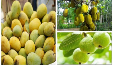 আমের পর চীনে যাবে কাঁঠাল-পেয়ারা
