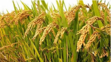 হাবিপ্রবির গবেষণায় রাসায়নিক ও কীটনাশকমুক্ত ধান উৎপাদনে সফলতা