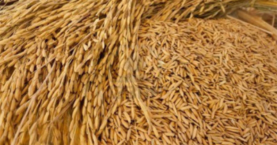 এ বছর ২শ’ টন বীজ ধান সরবরাহ করবে বাকৃবি