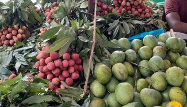 আম ও লিচু আহরণের সময়সূচি প্রকাশ