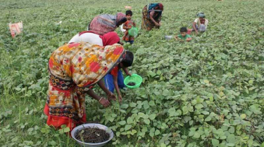 পটুয়াখালীর মুগ ডাল যাচ্ছে জাপান, অস্ট্রেলিয়া ও কোরিয়া