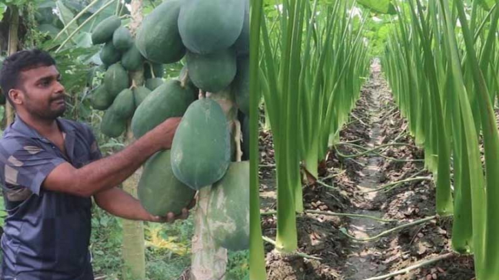 কচুর লতি আর পেঁপে চাষে ভাগ্য বদল কৃষি উদ্যোক্তা বিকাশের