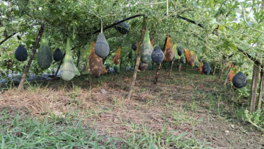 মালচিং পদ্ধতিতে তরমুজ চাষ ঝিনাইদহে নতুন সম্ভাবনা