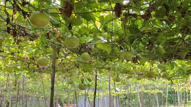 কম খরচে আনারকলি চাষে লাখ টাকা মুনাফা