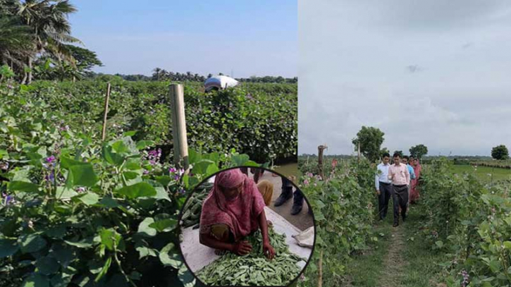 আগাম শিম চাষে আকলিমার ভাগ্য বদল