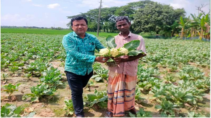 গ্রীষ্মকালে ফুলকপি চাষ জীবন বদলে দিচ্ছে রাজশাহীর কৃষকদের