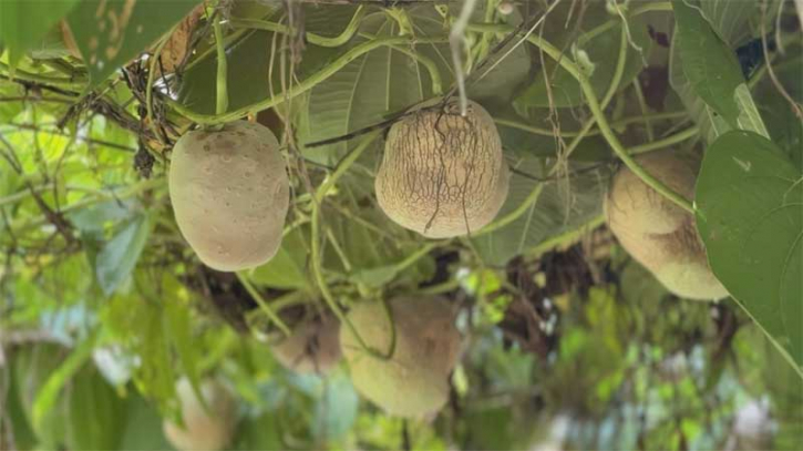 গাছ আলু চাষ দেশের কৃষি খাতের জন্য নতুন সম্ভাবনা