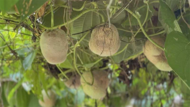 গাছ আলু চাষ দেশের কৃষি খাতের জন্য নতুন সম্ভাবনা