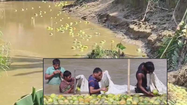 নদীর স্রোত ব্যবহার করে জাম্বুরার পরিবহণ ব্যয় কমান পাহাড়ি কৃষকরা