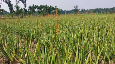নাটোর ঔষধি পল্লীতে শত কোটির ভেষজ উৎপাদন