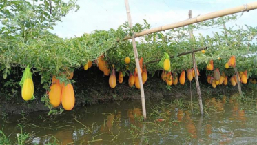 নড়াইলে ভিন্ন জাতের তরমুজ চাষে লাভবান কৃষক