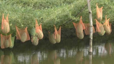 বর্ষাকালীন তরমুজ চাষে দক্ষিণাঞ্চল কৃষকদের ভাগ্যবদল