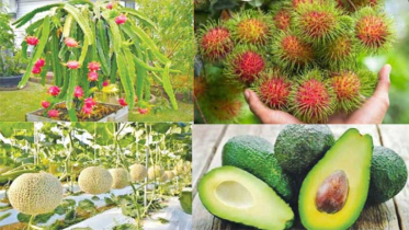 লাভজনক হওয়ায় বিদেশি ফলের আবাদে ঝুঁকছেন কৃষক