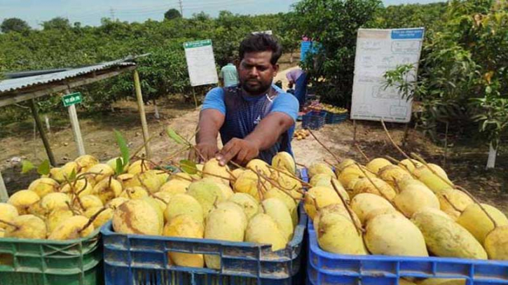 অসময়ে কাটিমন আম চাষে অনেকের ভাগ্য বদল