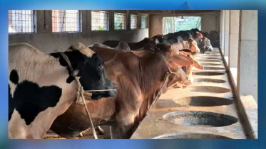 কোরবানির ঈদ সামনে রেখে গরু পরিচর্যায় ব্যস্ত বীরগঞ্জের খামারিরা