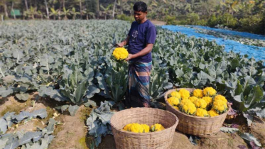 রঙিন ফুলকপি চাষে খুলনার কৃষকদের মুখে হাসি