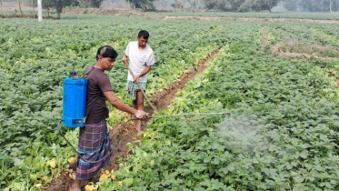 কীটনাশক ব্যবহার নিরুৎসাহিত করতে গুরুত্বারোপ বাংলাদেশ ব্যাংকের