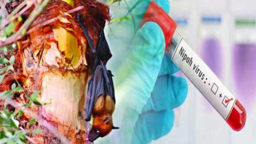 প্রতিরোধমূলক ব্যবস্থা নিলে নিপা ভাইরাসের সংক্রমণ থেকে বাঁচা সম্ভব