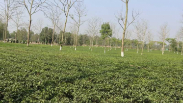 উত্তরাঞ্চলের চা শিল্প ২ মাসের জন্য বন্ধ ঘোষণা