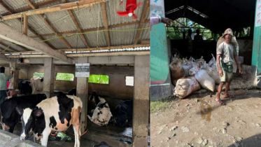 গোবরের উৎকট গন্ধের গ্রাম হয়ে উঠলো সার্কুলার ইকোনমির বড় উদাহরণ