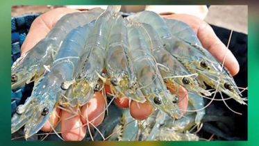 ভেনামি চিংড়ি চাষে পোনা আমাদানির অনুমোদন স্থগিত