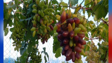 কুমিল্লা সীমান্তের মাটিতে আঙুর চাষ, নতুন সম্ভাবনার দুয়ার