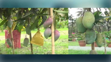 এক গাছেই ফলছে ১০ জাতের আম