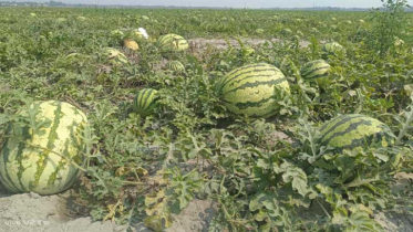 এ বছর পটুয়াখালীতে ৩৫০ কোটি টাকার তরমুজ বাণিজ্যের সম্ভাবনা