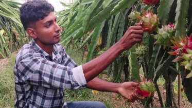ড্রাগন চাষে বছরে ২০ লাখ টাকা আয় সৌরভের
