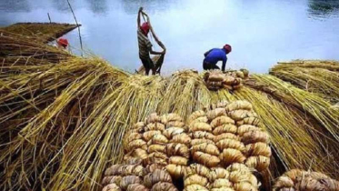কাঁচা পাট রপ্তানিতে রাজস্ব ফি পুনর্নির্ধারণ, প্রতি বেলে ৪ টাকা