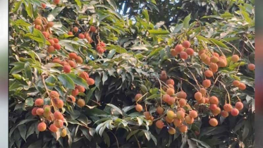 রাজশাহীর লিচুতে ৫৬ কোটি টাকার বাণিজ্যের সম্ভাবনা
