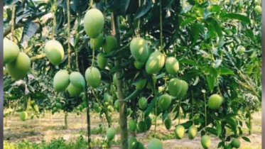 রাজশাহীতে ‘ম্যাংগো ক্যালেন্ডার’ ঘোষণা, বাজারজাত শুরু ১৫ মে