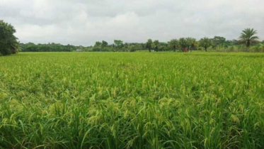 বর্ষাকালীন ফসল আউশ ও আমন উৎপাদনে বিশেষ গুরুত্বারোপ